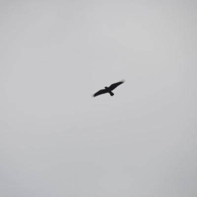 Corvus mellori (Little Raven) at Wamboin, NSW - 20 Apr 2020 by natureguy