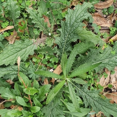 Cirsium vulgare (Spear Thistle) at Rocky Hall, NSW - 6 May 2020 by JoyGeorgeson