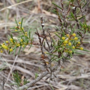 Acacia genistifolia at Aranda, ACT - 5 Apr 2014 02:58 PM