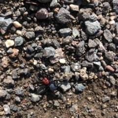 Missulena occatoria (Red-headed Mouse Spider) at Stromlo, ACT - 8 May 2020 by Lisa.Jok