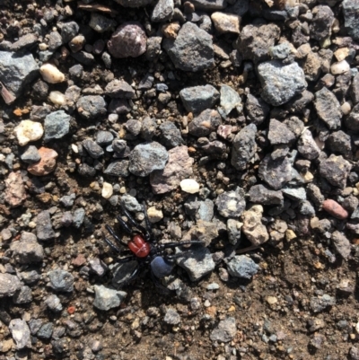 Missulena occatoria (Red-headed Mouse Spider) at Stromlo, ACT - 9 May 2020 by Lisa.Jok