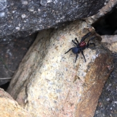 Missulena occatoria at Stromlo, ACT - 9 May 2020