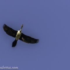 Microcarbo melanoleucos (Little Pied Cormorant) at Aranda, ACT - 18 Apr 2020 by JonSteinbeck