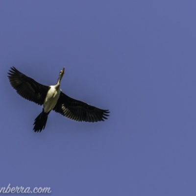 Microcarbo melanoleucos (Little Pied Cormorant) at Aranda, ACT - 18 Apr 2020 by JonSteinbeck