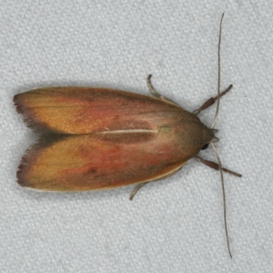 Ptyoptila matutinella at Ainslie, ACT - 24 Nov 2019 10:59 PM