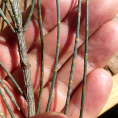 Allocasuarina luehmannii at Environa, NSW - 9 May 2020