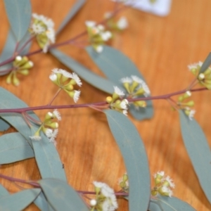 Eucalyptus mannifera at Wamboin, NSW - 29 Nov 2019