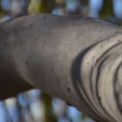 Eucalyptus mannifera at Wamboin, NSW - 29 Nov 2019