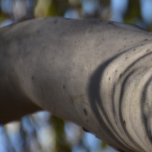 Eucalyptus mannifera at Wamboin, NSW - 29 Nov 2019