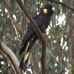 Zanda funerea (Yellow-tailed Black-Cockatoo) at O'Connor, ACT - 25 Apr 2020 by David