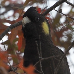 Zanda funerea at O'Connor, ACT - 25 Apr 2020 06:19 PM