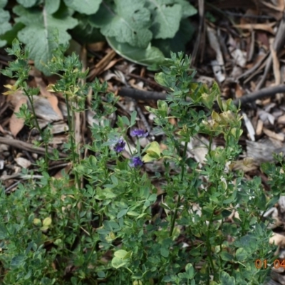 Medicago sativa (Lucerne, Alfalfa) at Weston, ACT - 1 Apr 2020 by AliceH