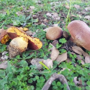 zz bolete at Higgins, ACT - 5 May 2020 03:24 PM