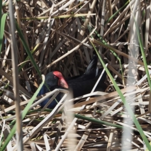 Porphyrio melanotus at Belconnen, ACT - 9 May 2020