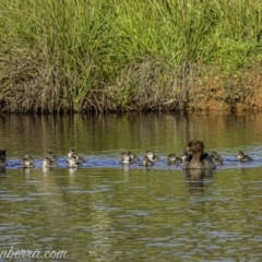 Chenonetta jubata (Australian Wood Duck) at Dunlop, ACT - 17 Apr 2020 by BIrdsinCanberra