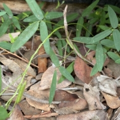 Glycine tabacina (Variable Glycine) at Deakin, ACT - 8 May 2020 by KL