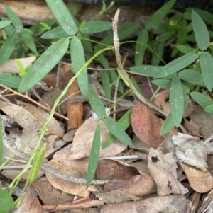 Glycine tabacina at Deakin, ACT - 9 May 2020