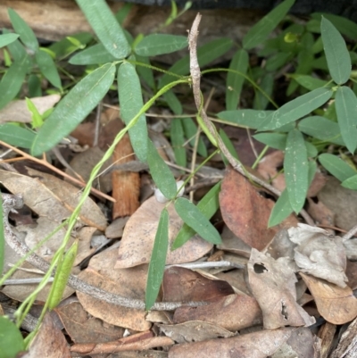 Glycine tabacina (Variable Glycine) at Deakin, ACT - 8 May 2020 by KL