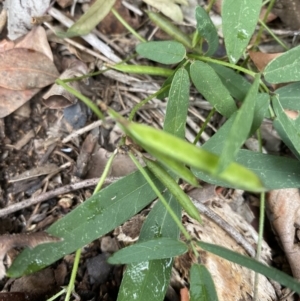 Glycine tabacina at Deakin, ACT - 9 May 2020