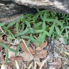 Glycine tabacina at Deakin, ACT - 9 May 2020 05:18 AM