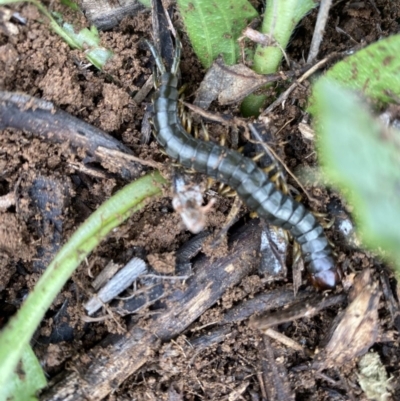Cormocephalus sp.(genus) (Scolopendrid Centipede) at Hughes Grassy Woodland - 9 May 2020 by KL