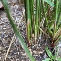 Juncus (genus) (A Rush) at Hughes, ACT - 9 May 2020 by KL