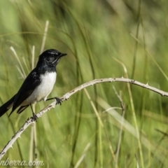 Rhipidura leucophrys (Willie Wagtail) at Dunlop, ACT - 18 Apr 2020 by JonSteinbeck