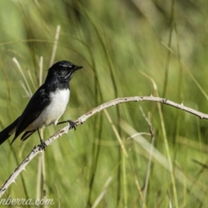 Rhipidura leucophrys at Dunlop, ACT - 18 Apr 2020