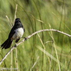 Rhipidura leucophrys at Dunlop, ACT - 18 Apr 2020