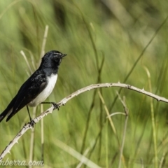 Rhipidura leucophrys at Dunlop, ACT - 18 Apr 2020