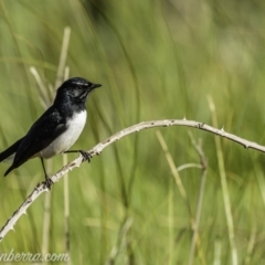 Rhipidura leucophrys at Dunlop, ACT - 18 Apr 2020