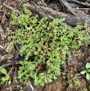 Crassula helmsii at Hughes, ACT - 9 May 2020