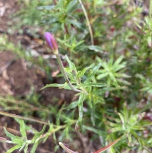 Epilobium sp. at Hughes, ACT - 9 May 2020