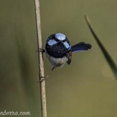 Malurus cyaneus (Superb Fairywren) at Dunlop, ACT - 18 Apr 2020 by JonSteinbeck