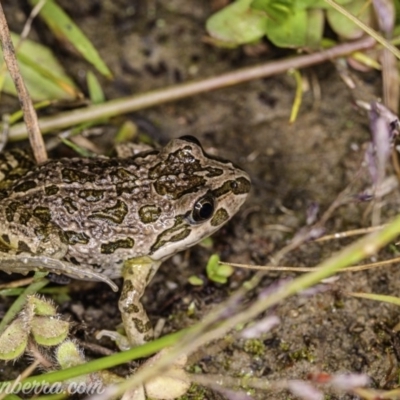 Limnodynastes tasmaniensis (Spotted Grass Frog) at Aranda Bushland - 24 Apr 2020 by BIrdsinCanberra