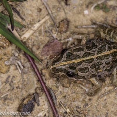 Limnodynastes tasmaniensis (Spotted Grass Frog) at Aranda Bushland - 24 Apr 2020 by BIrdsinCanberra