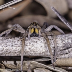 Tasmanicosa godeffroyi (Garden Wolf Spider) at Hughes, ACT - 14 Apr 2020 by JonSteinbeck