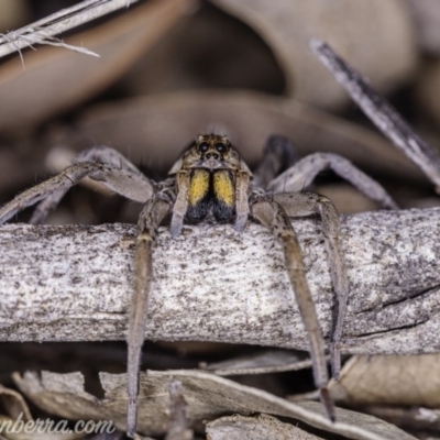 Tasmanicosa godeffroyi (Garden Wolf Spider) at Hughes, ACT - 14 Apr 2020 by JonSteinbeck