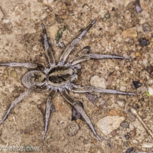 Tasmanicosa godeffroyi at Hughes, ACT - 14 Apr 2020