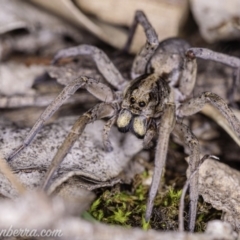 Tasmanicosa godeffroyi at Hughes, ACT - 14 Apr 2020