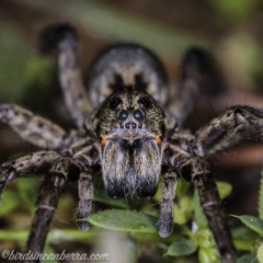 Tasmanicosa sp. (genus) (Tasmanicosa wolf spider) at Hughes, ACT - 14 Apr 2020 by JonSteinbeck