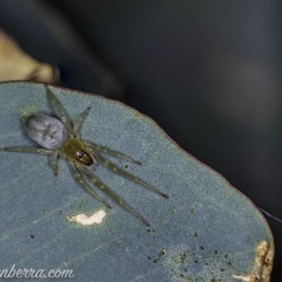 Cheiracanthiidae (family) (Sac spiders) at Deakin, ACT - 14 Apr 2020 by JonSteinbeck