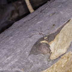 Typostola barbata (Giant Green Huntsman) at Aranda Bushland - 24 Apr 2020 by BIrdsinCanberra