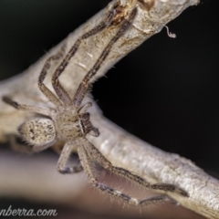 Neosparassus sp. (genus) (Unidentified Badge huntsman) at Aranda, ACT - 24 Apr 2020 by BIrdsinCanberra