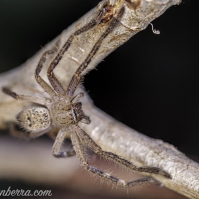 Neosparassus sp. (genus) (Unidentified Badge huntsman) at Aranda Bushland - 24 Apr 2020 by BIrdsinCanberra