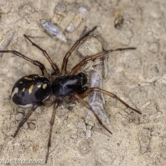 Habronestes sp. (genus) (An ant-eating spider) at Dunlop, ACT - 24 Apr 2020 by JonSteinbeck
