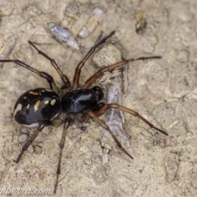 Habronestes sp. (genus) (An ant-eating spider) at Dunlop, ACT - 24 Apr 2020 by JonSteinbeck