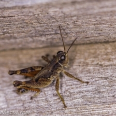 Phaulacridium vittatum (Wingless Grasshopper) at Hughes, ACT - 11 Apr 2020 by JonSteinbeck