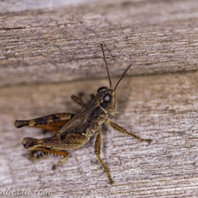 Phaulacridium vittatum (Wingless Grasshopper) at Hughes, ACT - 11 Apr 2020 by JonSteinbeck