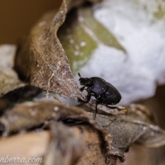 Onthophagus sp. (genus) (Dung beetle) at Hughes, ACT - 11 Apr 2020 by BIrdsinCanberra